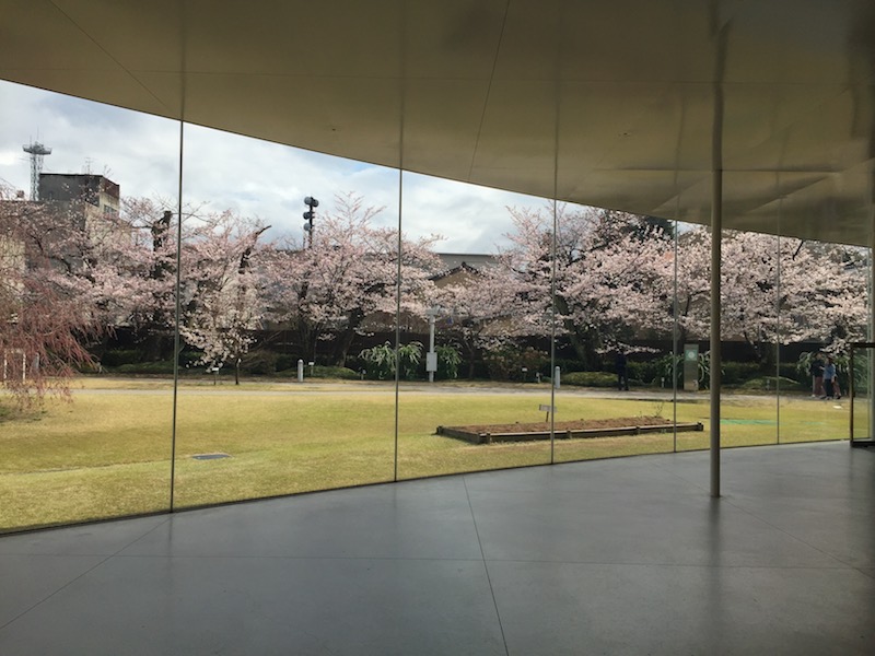 金泽美术馆的樱花